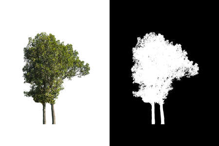 Tree that are isolated on a white background are suitable for both printing and web pagesの写真素材