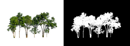 Tree that are isolated on a white background are suitable for both printing and web pagesの写真素材