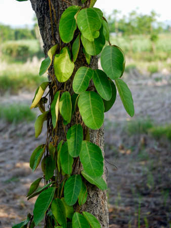 Green ivy leaves climbing on tree in dark woods, tree in spring in Thailand.