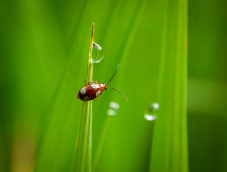 Grass and morning dew abstract.