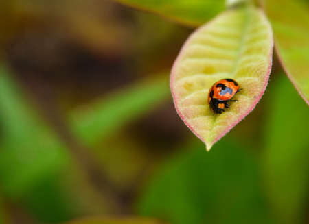 Ladybug sitting on a green leaf.