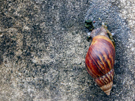 snail climbing on wall.の写真素材