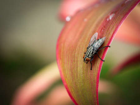 Macro Photography of Blow Fly