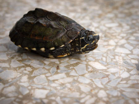 The turtle hides in the shellの写真素材