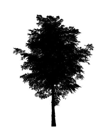 Tree silhouette for brush on white backgroundの写真素材