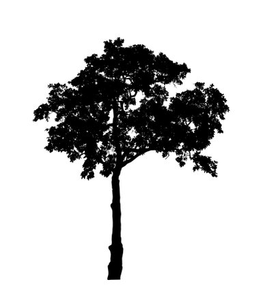 Tree silhouette for brush on white backgroundの写真素材