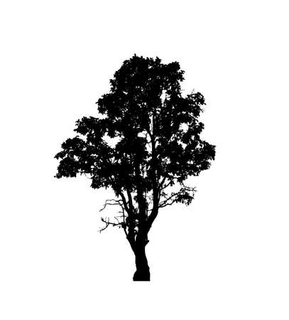 Isolated tree silhouette for brush on white backgroundの写真素材
