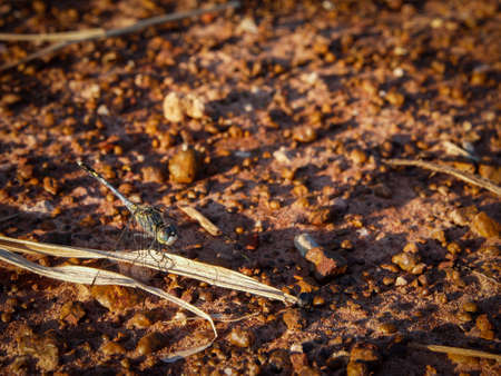 Natural stone texture and surface background.の写真素材
