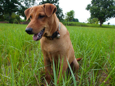 Dog sitting in green grassの写真素材