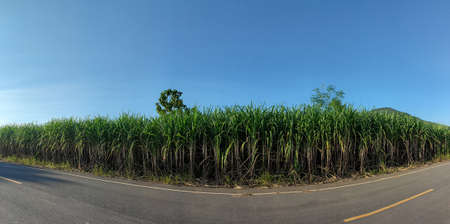 Sugarcane fields and sky