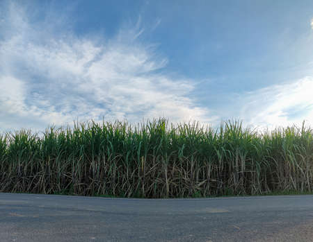 Sugarcane fields and sky