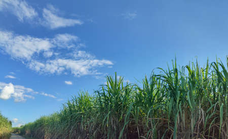 Sugarcane fields and sky