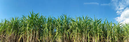 Sugarcane fields and skyの写真素材