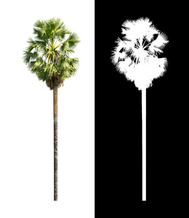 single sugar palm isolated on white background with clipping path and alpha channelの写真素材
