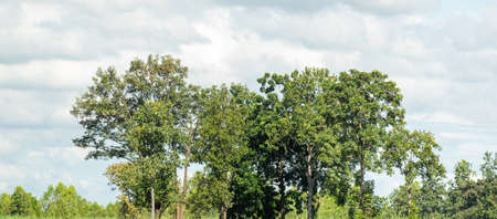 Summer forests and foliage are suitable for both print and web pages.