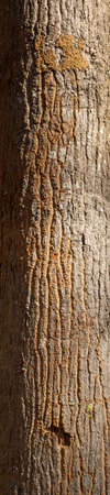 Ebossed texturem of the bark of tree on white background photo, High Resolution for 3D.