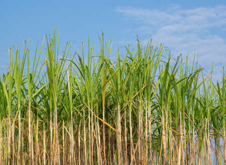 Sugarcane plantations,the agriculture tropical plant in Thailand