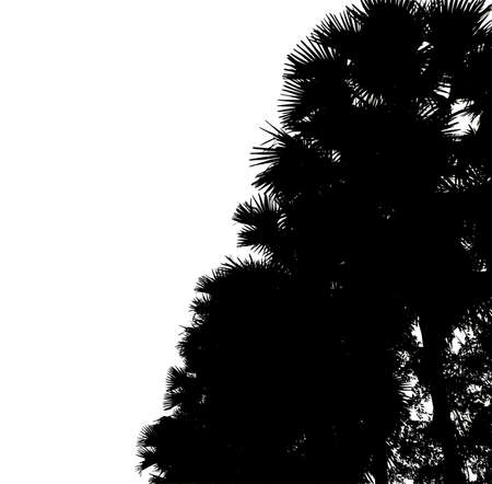 silhouette of palm trees High resolution tree landscape isolated on white background for print and web page with cut paths and alpha channels.の写真素材