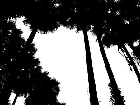 silhouette of palm trees High resolution tree landscape isolated on white background for print and web page with cut paths and alpha channels.の写真素材