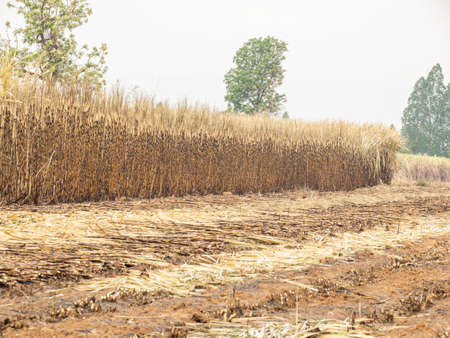 Sugarcane plantations,the agriculture tropical plant in Thailand.の写真素材