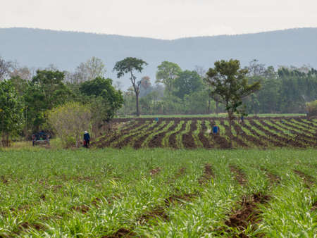 Sugarcane plantations,the agriculture tropical plant in Thailand.の写真素材