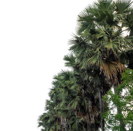 Palm tree group. High resolution tree landscape isolated on white background for print and web page with cut paths and alpha channels.の写真素材
