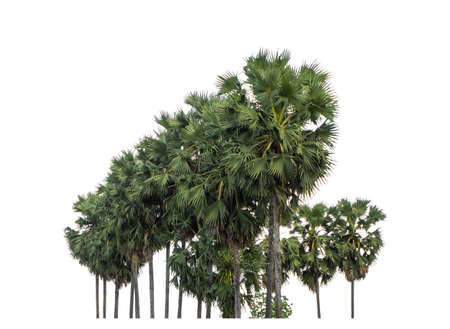 Palm tree group. High resolution tree landscape isolated on white background for print and web page with cut paths and alpha channels.の写真素材