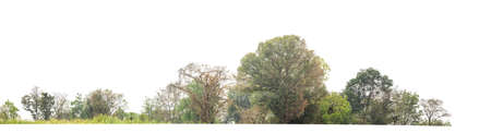 Green Trees isolated on white background.are Forest and foliage in summer for both printing and web...