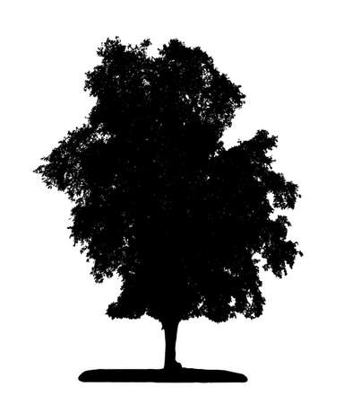 Tree silhouette for brush on white background.の写真素材