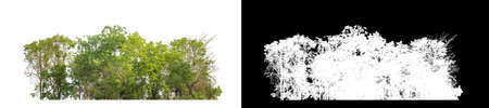 Green Trees isolated on white background.are Forest and foliage in summer for both printing and web pageswith cut path and alpha channelの写真素材