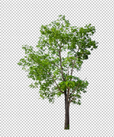 Tree on transparent picture backgroundの写真素材