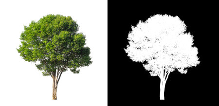 Tree on transparent picture backgroundの写真素材