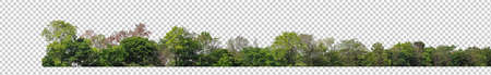 Green trees isolated on transparent background forest and summer foliage for both print and web with...