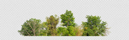 Green trees isolated on transparent background forest and summer foliage for both print and web with cut path and alpha channelの写真素材