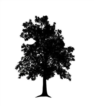 Tree silhouette for brush on white background.の写真素材