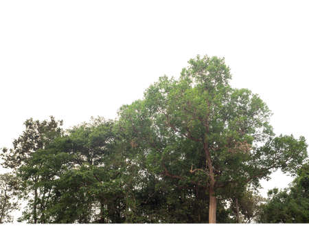 Green Trees isolated on white background.are Forest and foliage in summer for both printing and web pages with cut path and alpha channelの写真素材