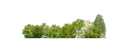 Green Trees isolated on white background.are Forest and foliage in summer for both printing and web pages with cut path and alpha channelの写真素材