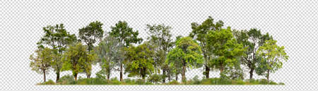 Green Trees isolated on transparent background.are Forest and foliage in summer for both printing and web pages with cut path and alpha channelの写真素材