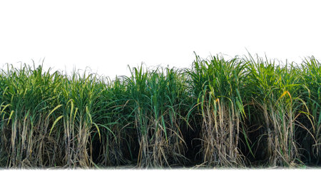 Sugar cane isolated on white background and cliping pathの写真素材