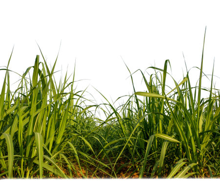 Sugar cane isolated on white background and cliping pathの写真素材