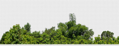 Green trees isolated on transparent background forest and summer foliage for both print and web with cut path and alpha channelの写真素材