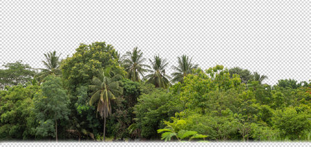 Green Trees on transparent background. are Forest and foliage in summer for both printing and web pages with cut path and alpha channelの写真素材