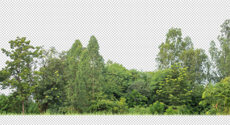 Green Trees on transparent background. are Forest and foliage in summer for both printing and web pages with cut path and alpha channelの写真素材