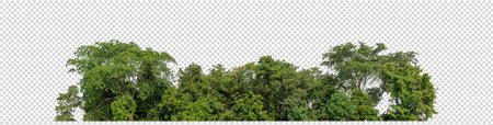 Green Trees on transparent background. are Forest and foliage in summer for both printing and web pages with cut path and alpha channelの写真素材