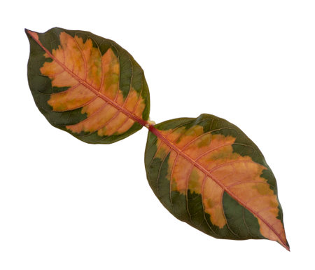 Leaf  on White Backdrop