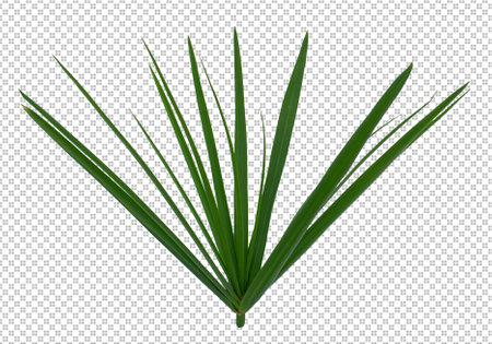 grass on a transparent backgroundの写真素材
