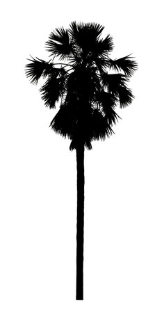 sugar palm silhouette for brush on white background.の写真素材