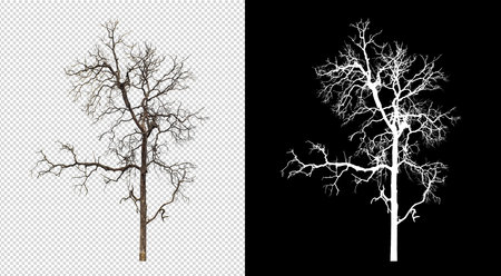 Dead tree on transparent picture background with clipping path, single tree with clipping path and alpha channel on black backgroundの写真素材