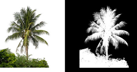 Coconut tree on  white picture background with clipping path and alpha channel on black backgroundの写真素材