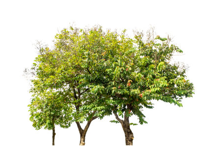 Green tree isolated on white background with clipping path, single tree with clipping path and alpha...